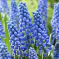 Bulbi Muscari Big Smile