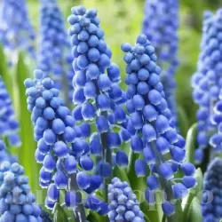 Bulbi Muscari Big Smile