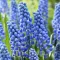 Bulbi Muscari Big Smile
