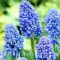 Bulbi Muscari Blue Spike