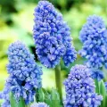 Bulbi Muscari Blue Spike