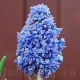 bulbi muscari blue spike plantare gradina