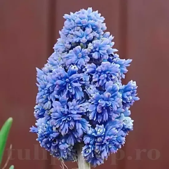 bulbi muscari blue spike2