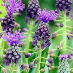 Bulbi Muscari Comosum Bulbi Muscari Comosum
