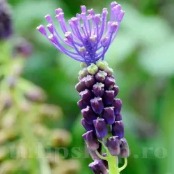Bulbi Muscari Comosum