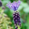 Bulbi Muscari Comosum