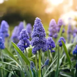 Bulbi Muscari Fantasy Creation Bulbi Muscari Fantasy Creation