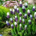 Bulbi Muscari Grape Ice