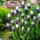 Bulbi Muscari Grape Ice