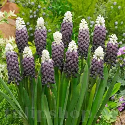 Bulbi Muscari Grape Ice Bulbi Muscari Grape Ice