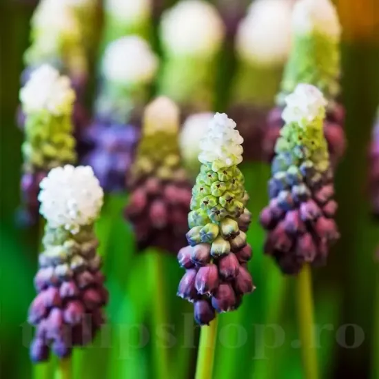 bulbi muscari grape ice1