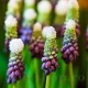 Bulbi Muscari Grape Ice