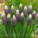 Bulbi Muscari Grape Ice