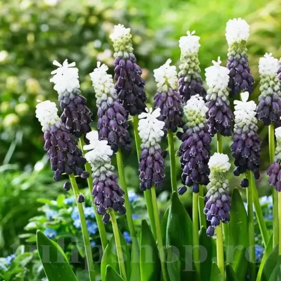 bulbi muscari grape ice3