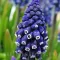 Bulbi Muscari Joyce Spirit