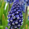 Bulbi Muscari Joyce Spirit