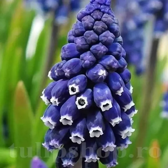 bulbi muscari joyce spirit albastru intens