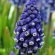 bulbi muscari joyce spirit albastru intens