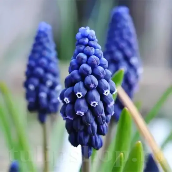 bulbi muscari joyce spirit plantare gradina