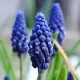 bulbi muscari joyce spirit plantare gradina