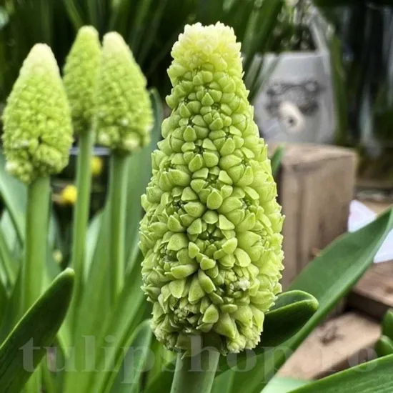 Bulbi Muscari Lady Madonna bulbi muscari lady madonna ceapa ciorii alba tulipshop