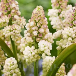 Bulbi Muscari Lady Madonna