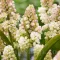 Bulbi Muscari Lady Madonna