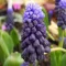 Bulbi Muscari Latifolium