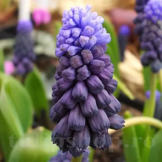 bulbi muscari latifolium albastru indigo