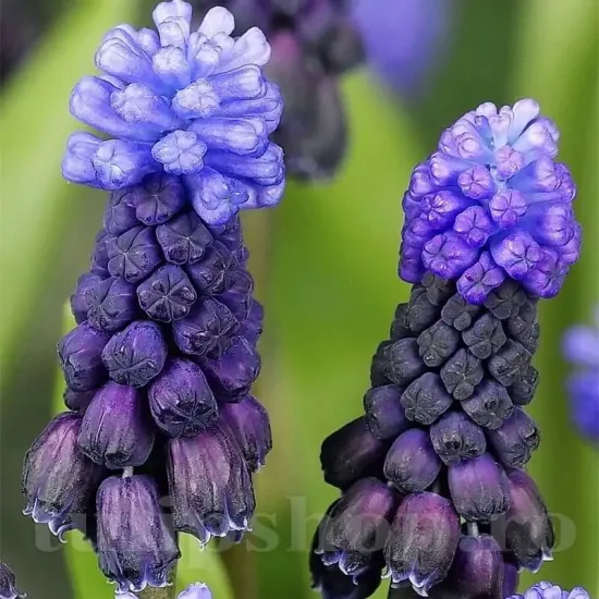 bulbi muscari latifolium plantare gradina