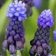 bulbi muscari latifolium plantare gradina
