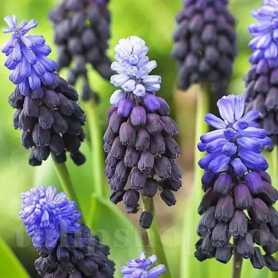 bulbi muscari latifolium1