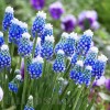 Bulbi Muscari Touch of Snow