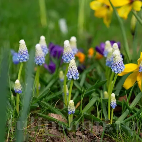 Bulbi Muscari Mountain Lady bulbi muscari mountain lady ceapa ciorii tulipshop