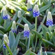 Bulbi Muscari Mountain Lady bulbi muscari mountain lady plantare toamna gradina 110x110