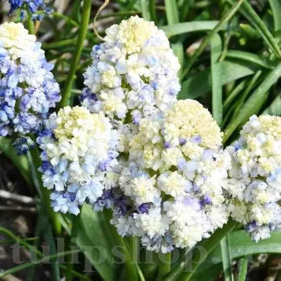 bulbi muscari natures beauty albastru cer
