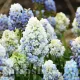 bulbi muscari natures beauty decor gradina