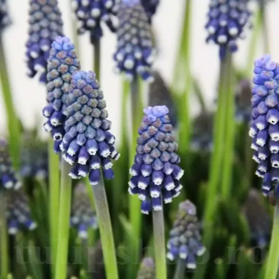 bulbi muscari night eyes2