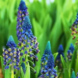 Bulbi Muscari Paradoxum