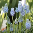 Bulbi Muscari Peppermint bulbi muscari peppermint bleu alb 110x110
