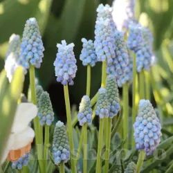 Bulbi Muscari Peppermint Bulbi Muscari Peppermint