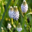 Bulbi Muscari Peppermint bulbi muscari peppermint pitici plantare toamna 110x110