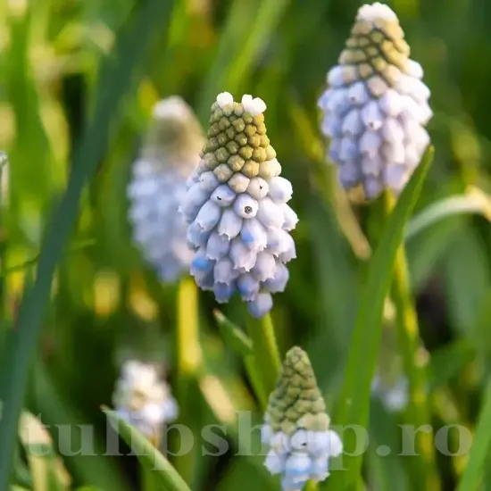 Bulbi Muscari Peppermint bulbi muscari peppermint pitici plantare toamna