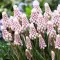 Bulbi Muscari Pink Sunrise