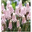 bulbi muscari pink sunrise plantare gradina 110x110h
