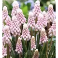 Bulbi Muscari Pink Sunrise