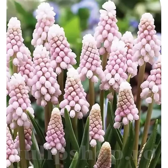 Bulbi Muscari Pink Sunrise bulbi muscari pink sunrise plantare gradinah