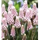 Bulbi Muscari Pink Sunrise bulbi muscari pink sunrise plantare gradinah