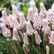 Bulbi Muscari Pink Sunrise bulbi muscari pink sunrise roz