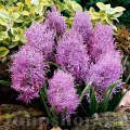Bulbi Muscari Plumosum